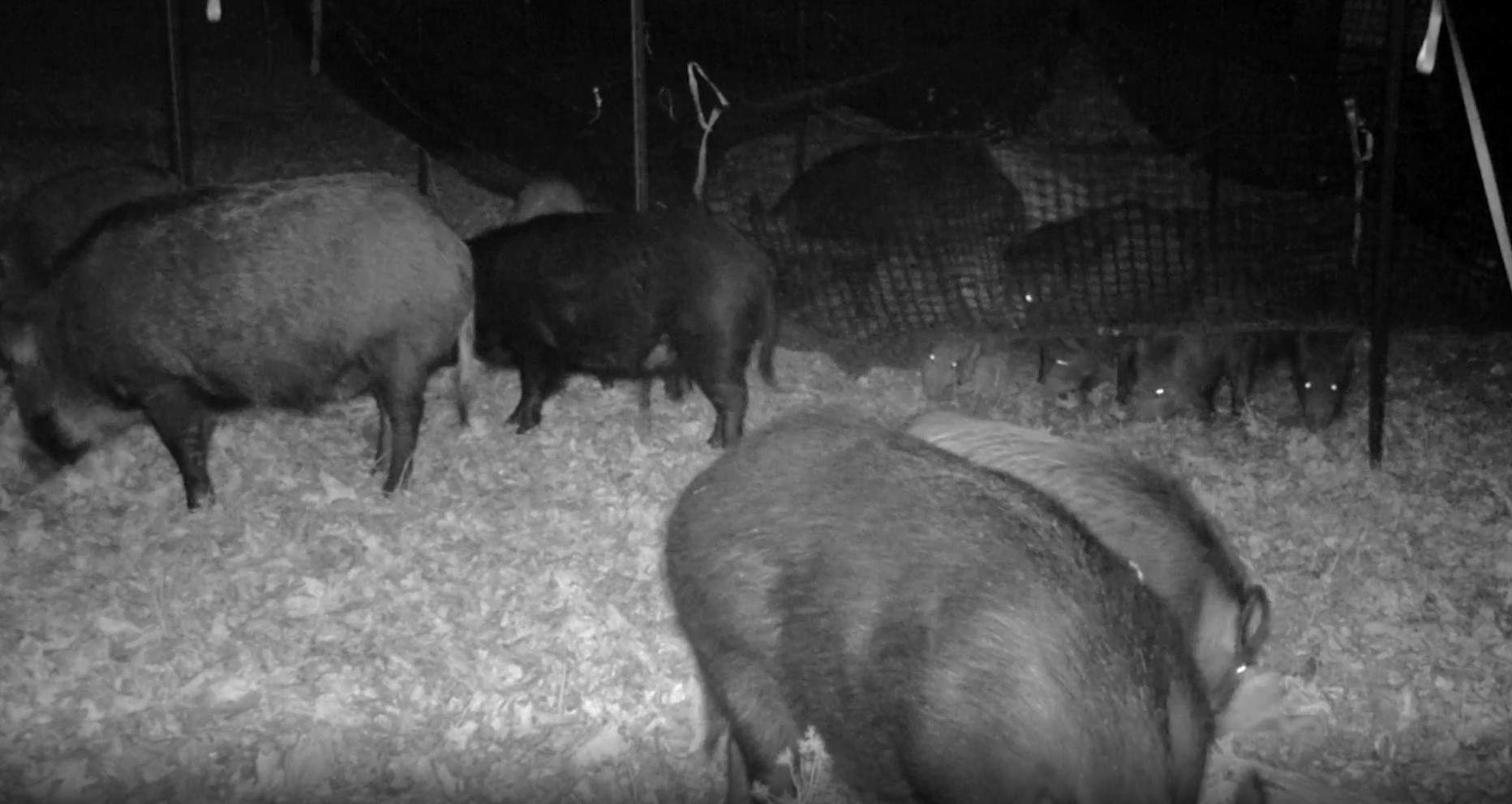 Surveillance video of feral swine around a trap set by Tony DeNicola to capture them.