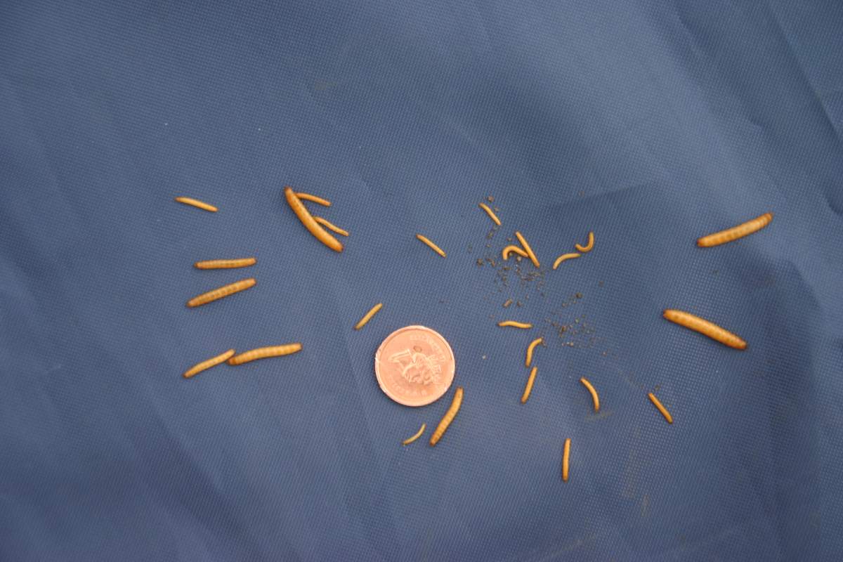 Wireworms