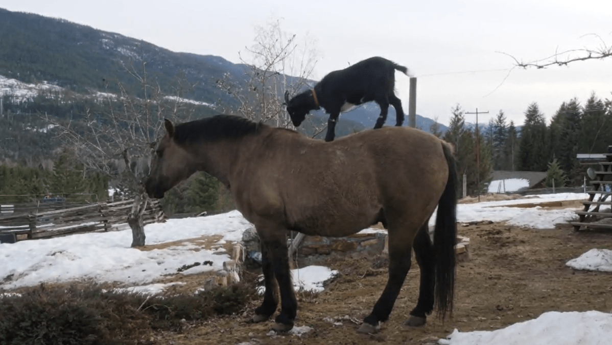 Arret the goat seen on Bouche the horse in Krestova, B.C.