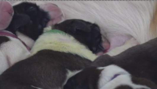 Lucky, a St. Bernard born in Armstrong, B.C., four days ago.