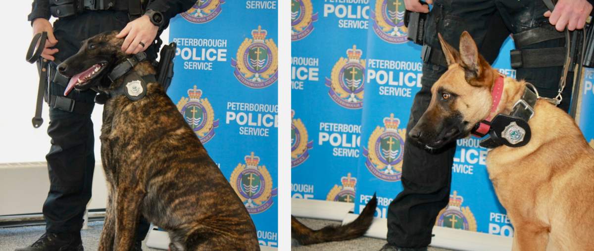 Gryphon and Mag display their new police service dog badges.