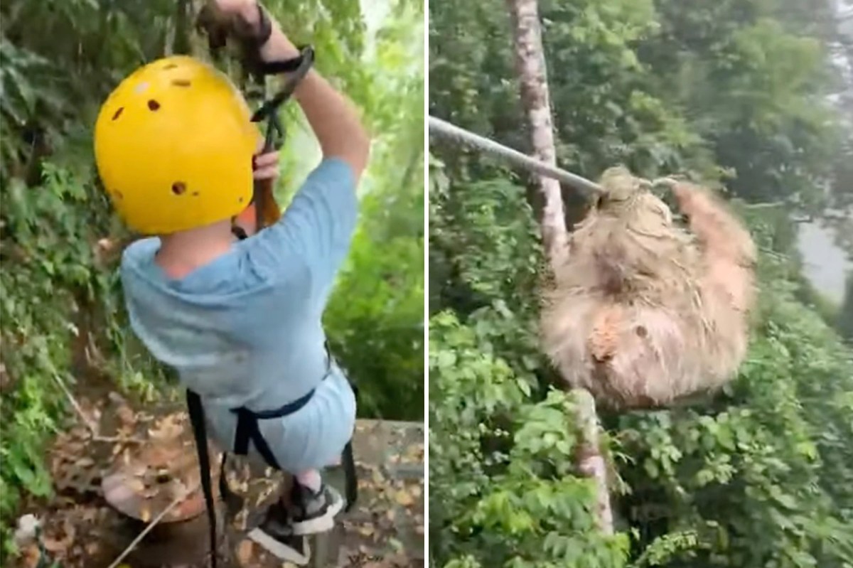 a split screen image shows the boy and the sloth