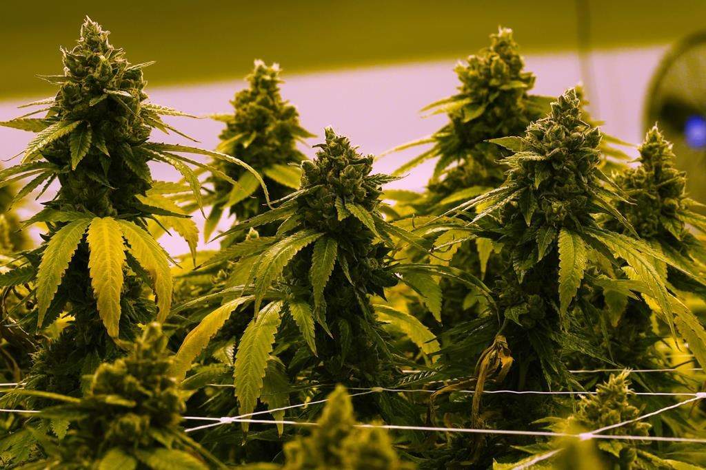 FILE- A cannibis plant that is close to harvest grows in a grow room at the Greenleaf Medical Cannabis facility in Richmond, Va., June 17, 2021. Marijuana would be decriminalized at the federal level under legislation that the House approved on Friday, April 1, 2022, as Democrats made the case for allowing states to set their own policies on pot. 