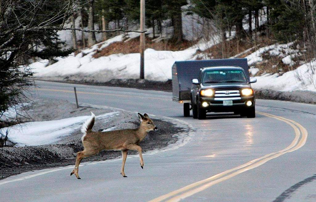 A deer runs across the road in Pittsburg, N.H., on March 4, 2010.  
