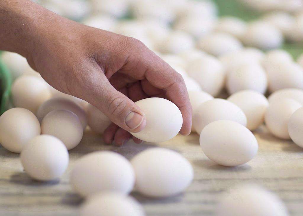 Manitoba has launched a new website to support food and agril-product entrepreneurs, businesses and organizations.