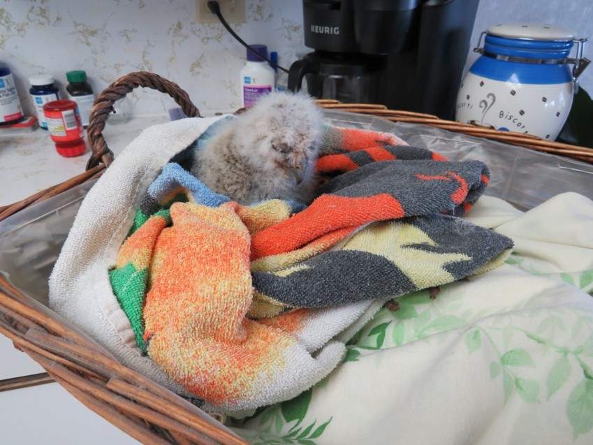The owlet, in the wicker basket, after being rescued following a windstorm in early April.