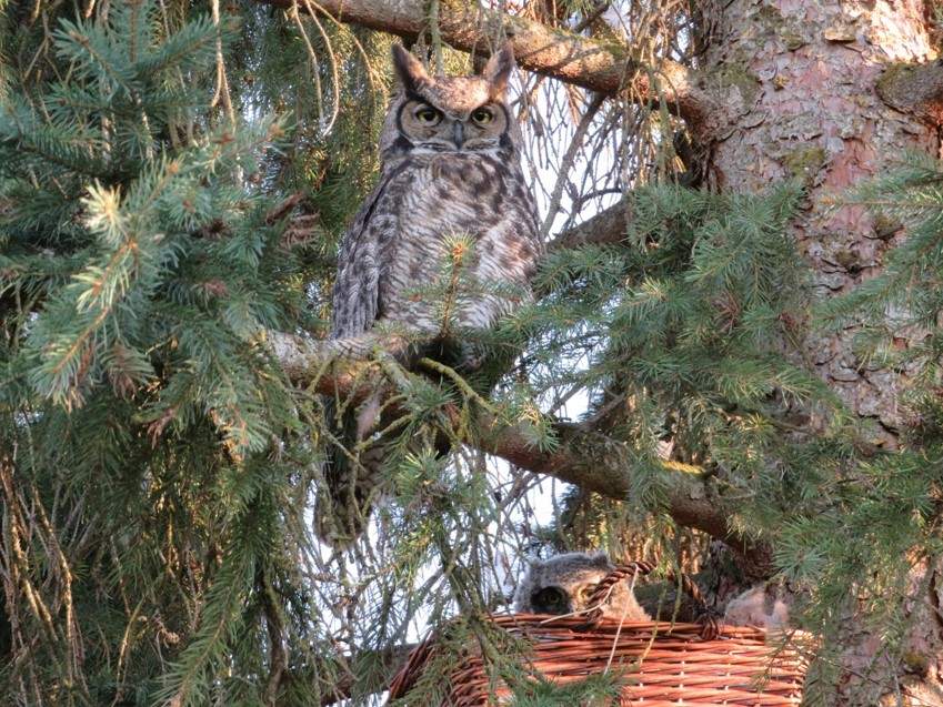 Kay Cornish says she named the owls Olivia and Marvel.