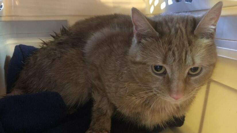 The BC SPCA says Ping, seen here, was attacked by two dogs outside of Enderby. Ping has been recovering in the Shuswap shelter for the past six weeks.