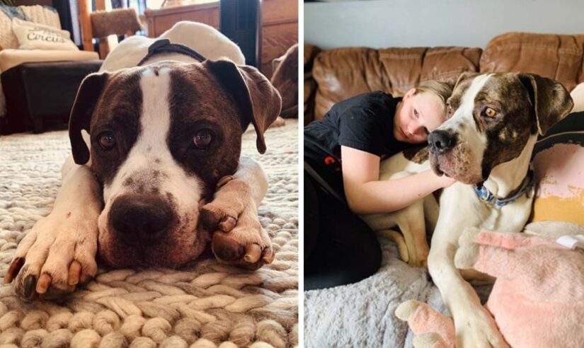 The SPCA says Aspen is recovering after being taken in by a foster family.