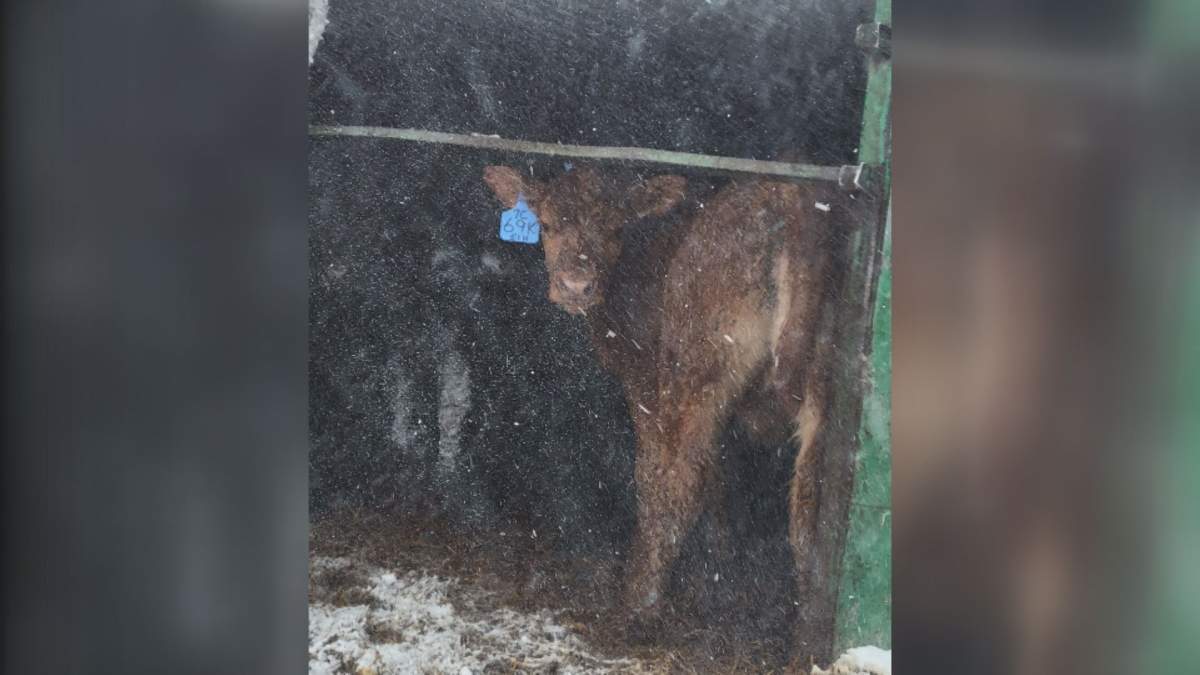 Nykoliation spent time preparing for the spring storm by setting up shelters with dry straw.