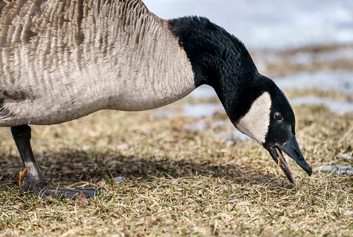 A Canada Goose finds a patch of grass to feed with spring not far away in Montreal on Tuesday, March 16, 2021. 