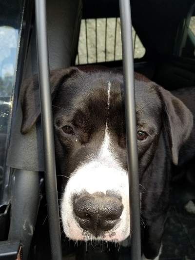 A photo of a dog that was found wandering in the general vicinity of a burned-out vehicle near Chase, B.C.