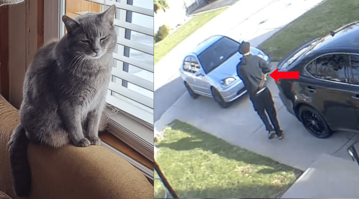 Hamilton family rejoice at return of Dwight the cat, found after dumped by delivery driver - image