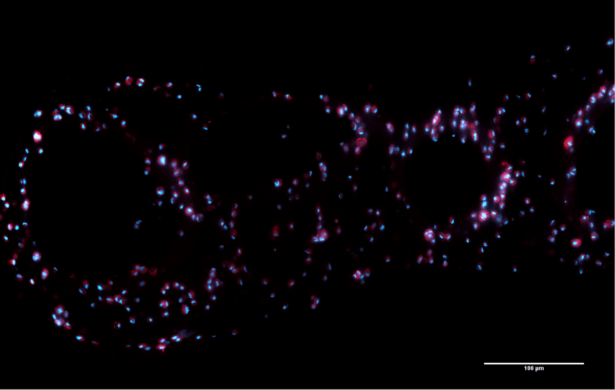 Fluorescent image of 3D printed tubule