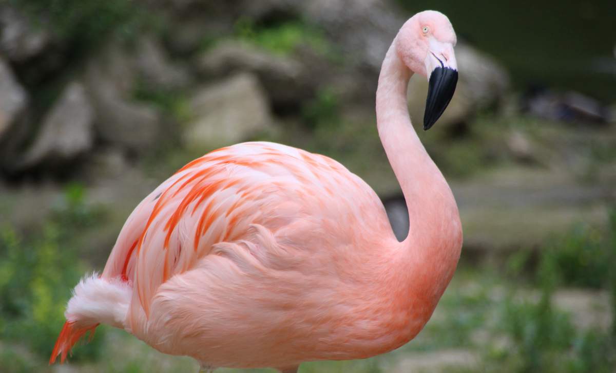 Close-up of a flamingo