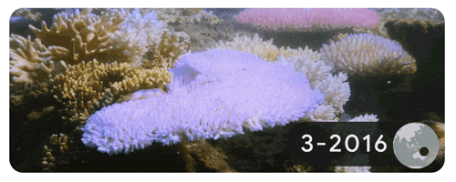 Coral bleaching on Lizard Island, Australia (Google).