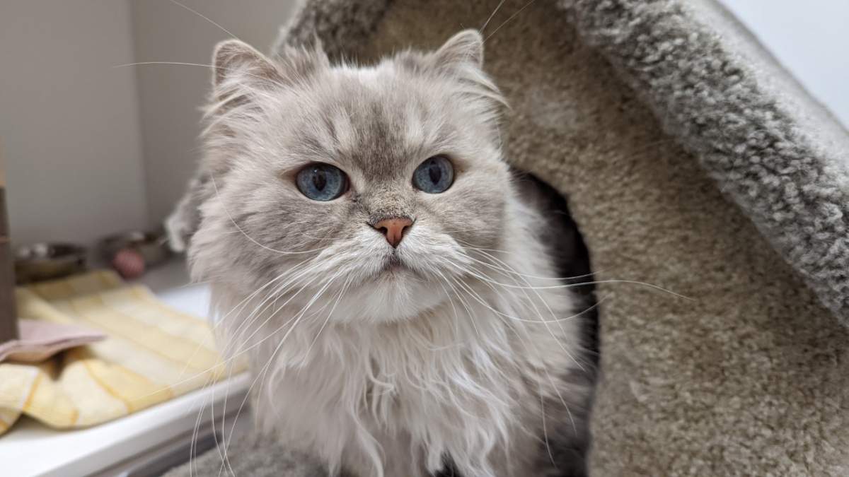 The BC SPCA is caring for 12 ageing Himalayan cats believed to be mates from two separate litters.