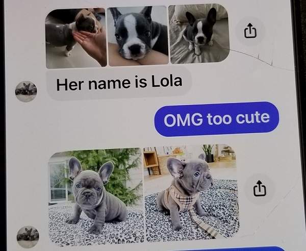A screenshot showing the interaction of a Merritt resident who lost $1,600 trying to buy a puppy online.