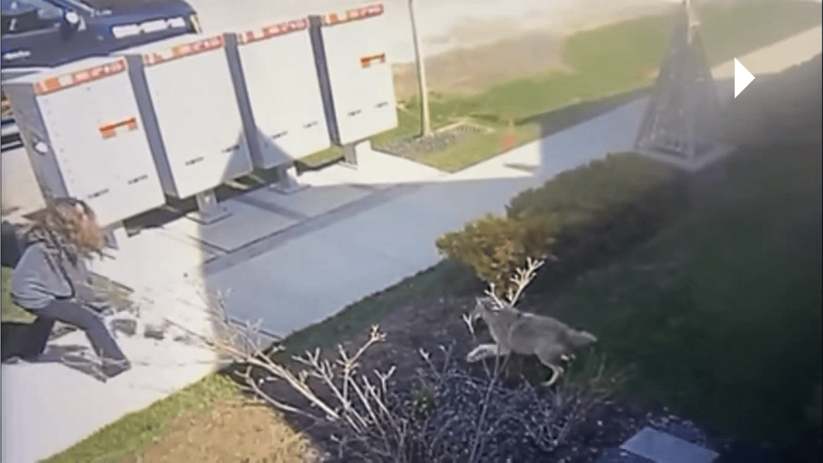 A Niagara-on-the-Lake resident is seen fending off a fearless coyote that tried to attack a family dog on April 24, 2022 near John Street West and Gate Street.
