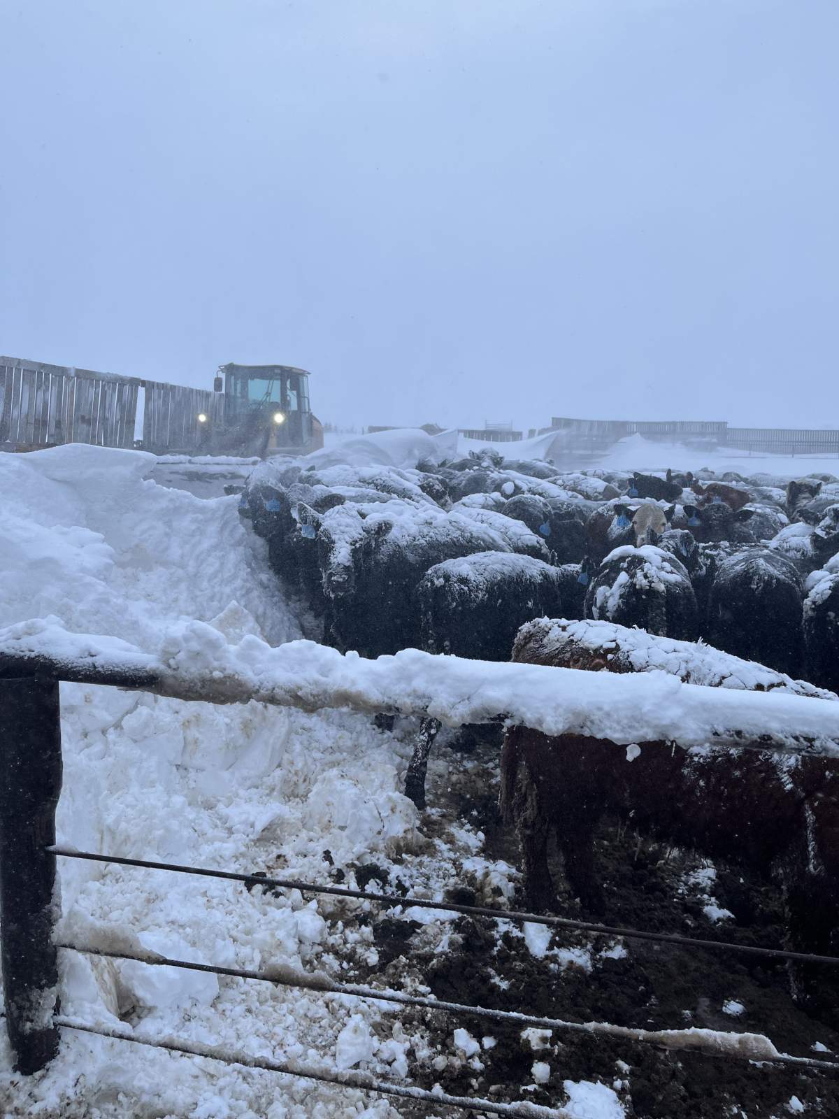 Some of Chad Ross’ cattle during the April blizzard at his ranch in Estevan, Sask.