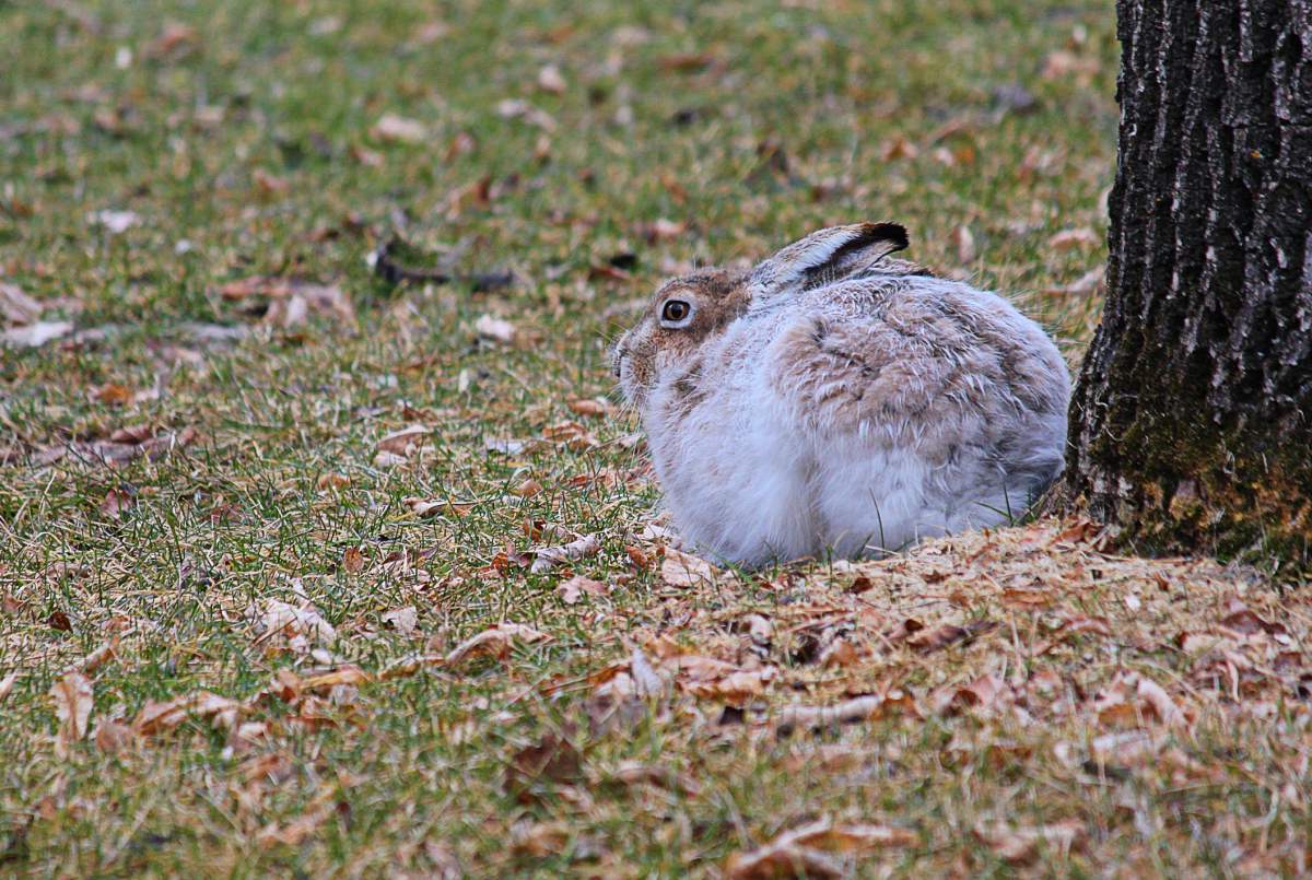 rabbit