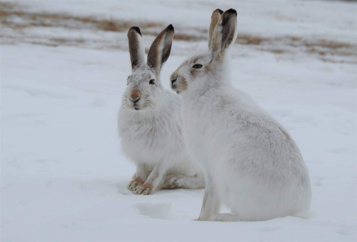 rabbits