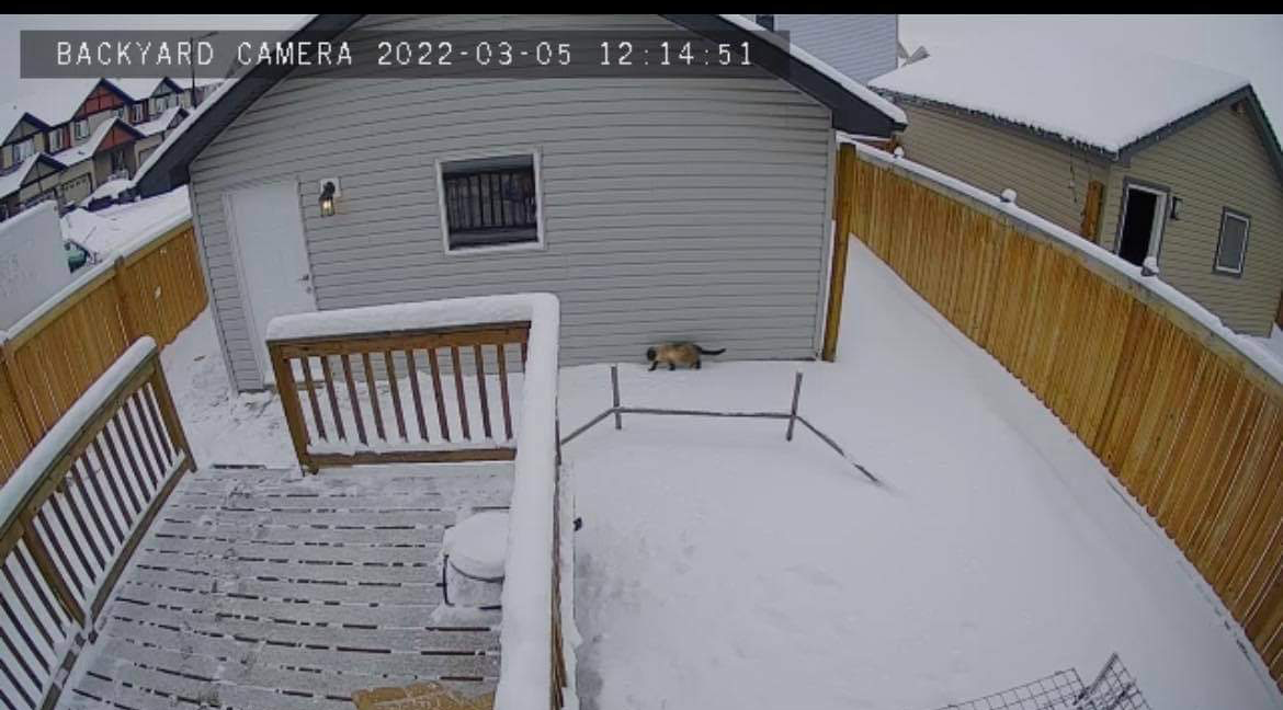 Kiki the cat eating food in Hana Kadri’s yard in Edmonton.