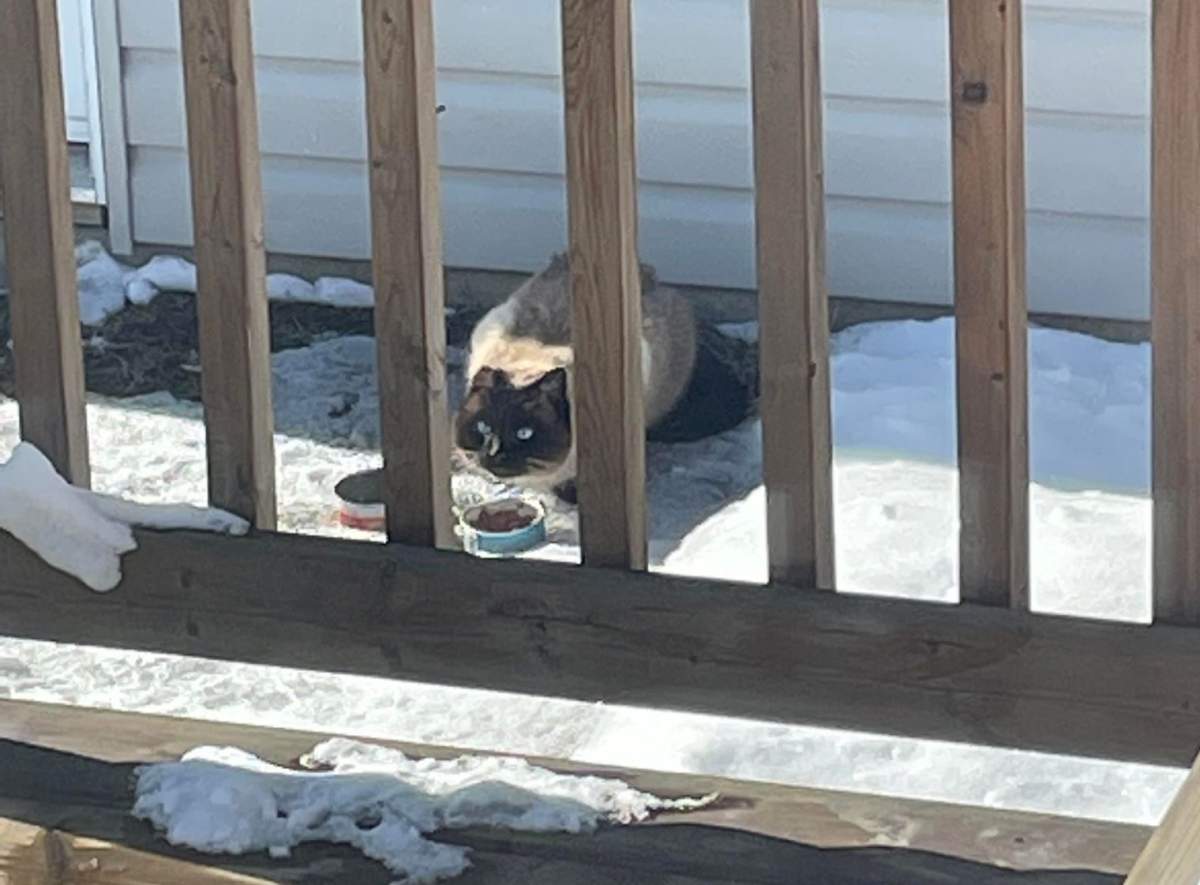 Kiki the cat eating food in Hana Kadri’s yard in Rapperswill — a new neighbourhood in the Castledowns area of northwest Edmonton.