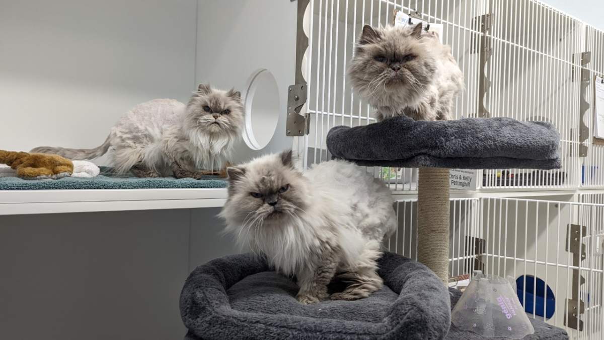 The BC SPCA is need of support for 12 ill but good-natured Himalayan cats that were dropped off at its Sea to Sky location in B.C.
