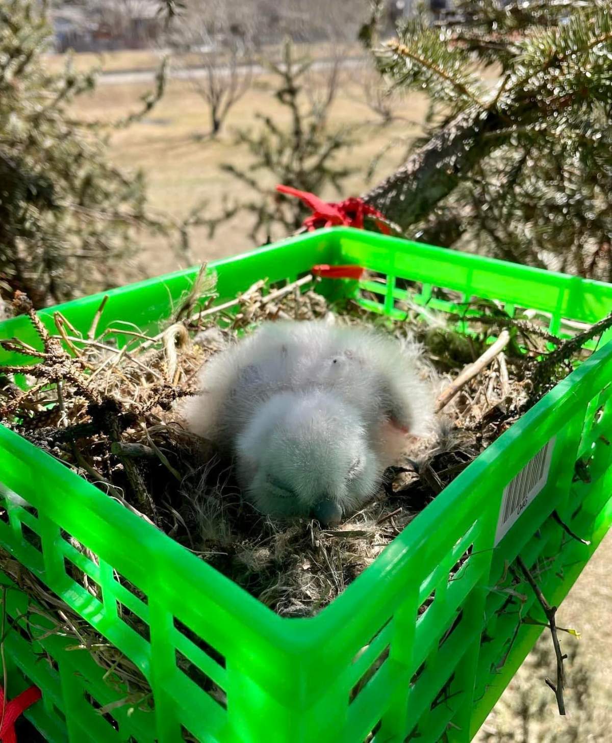 baby owl in nest