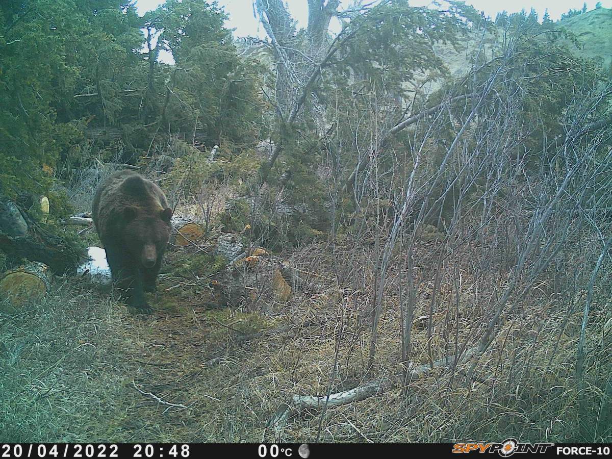 Bear
