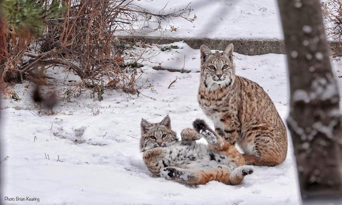 Bobcats