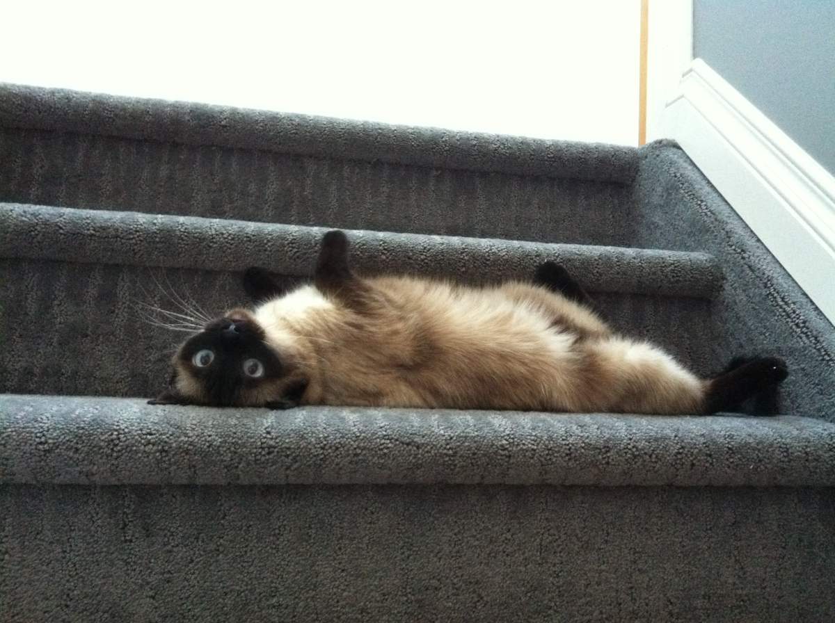 Kiki the cat lounging on the stairs