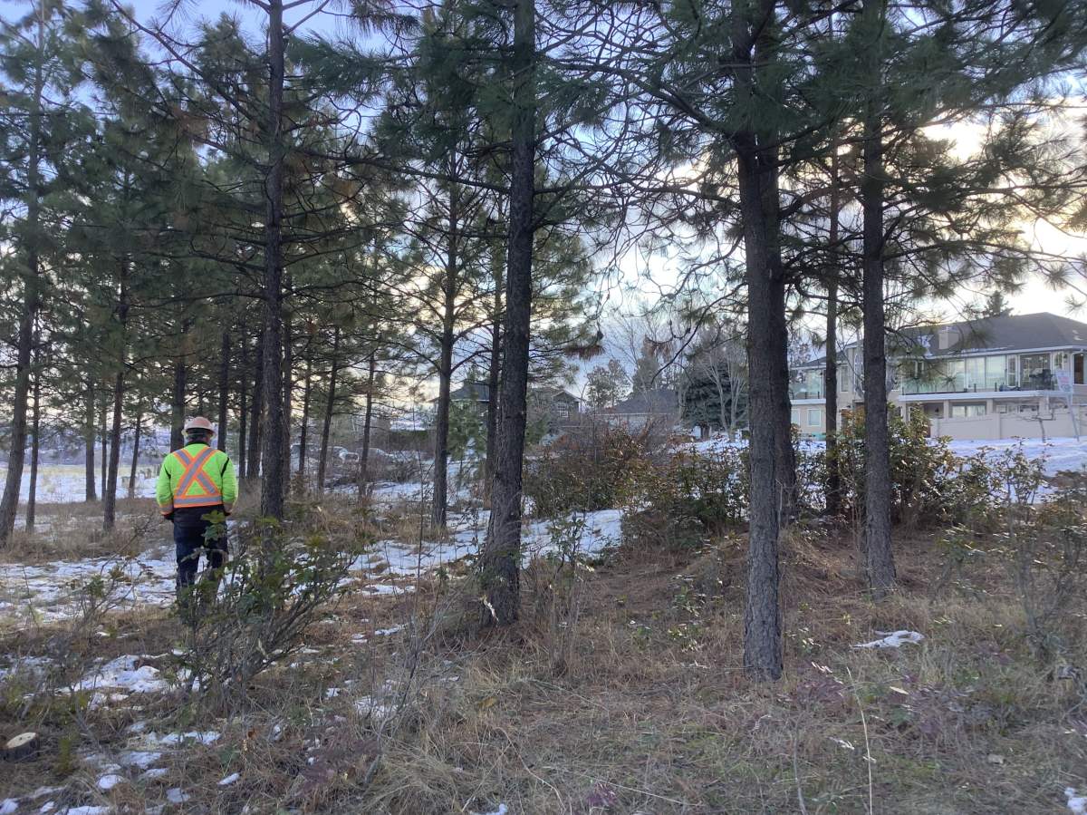 In the past, cultural burning practices on the land played a large role in alleviating the spread of wildfires. Hand treatment mitigation work is still practised today.