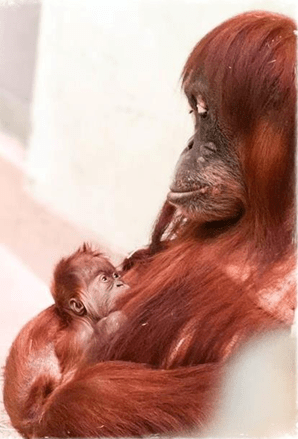 A "critically endangered" Sumatran orangutan has just been born at the Toronto Zoo.