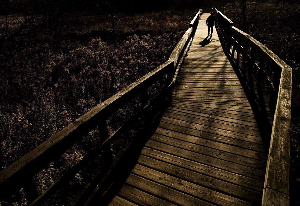 A person is silhouetted as they walk across a bridge at the Rattray Marsh in Mississauga, Ont., Thursday, Nov. 10, 2016. Marshes edged by tall grasses and wildflowers that are home to birds, crabs, tiny fish and other wildlife are more effective than young coastal forests at capturing and storing carbon dioxide, says a study. THE CANADIAN PRESS/Nathan Denette.