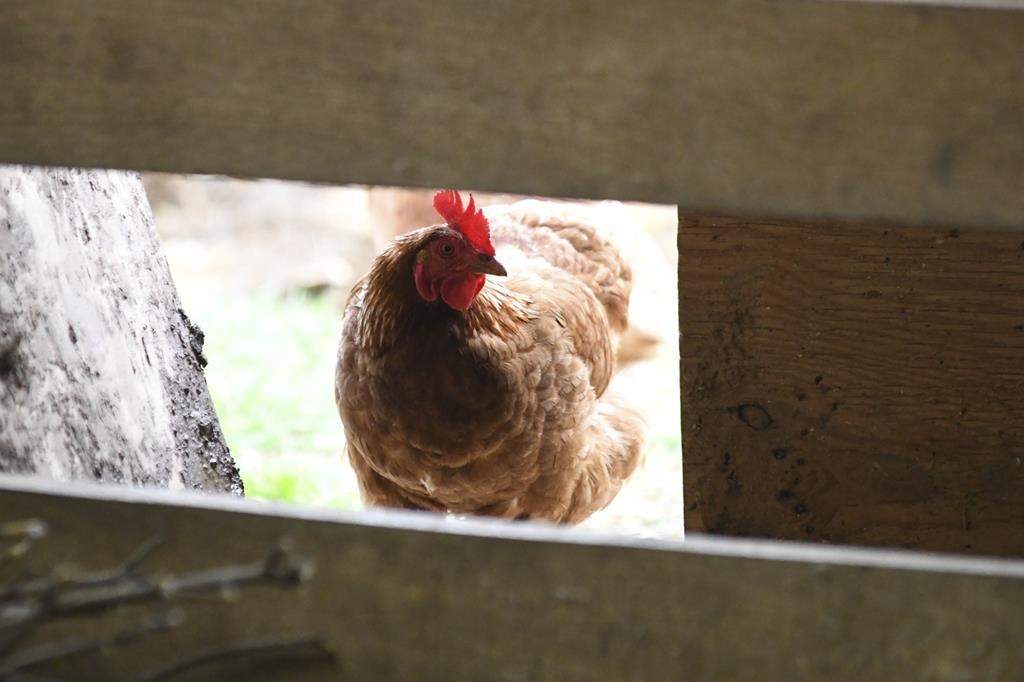 File photo. The province says the infected premises have been placed under quarantine. It also added that wild birds have also tested positive for H5 strains of avian influenza in multiple regions throughout B.C.