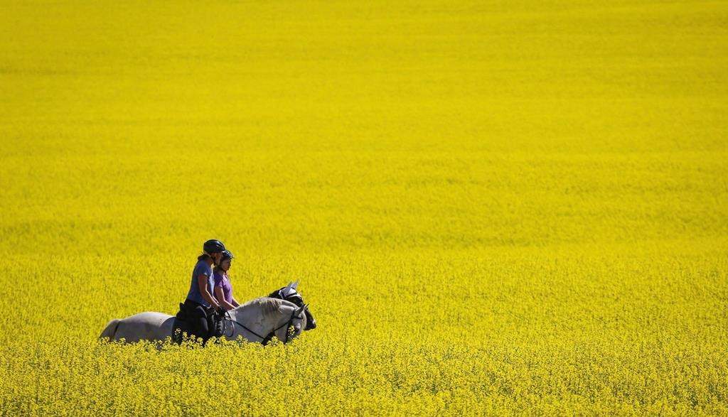 Prybylski expects prices for Saskatchewan producers to improve even further after China lifts the ban on Canadian canola. 