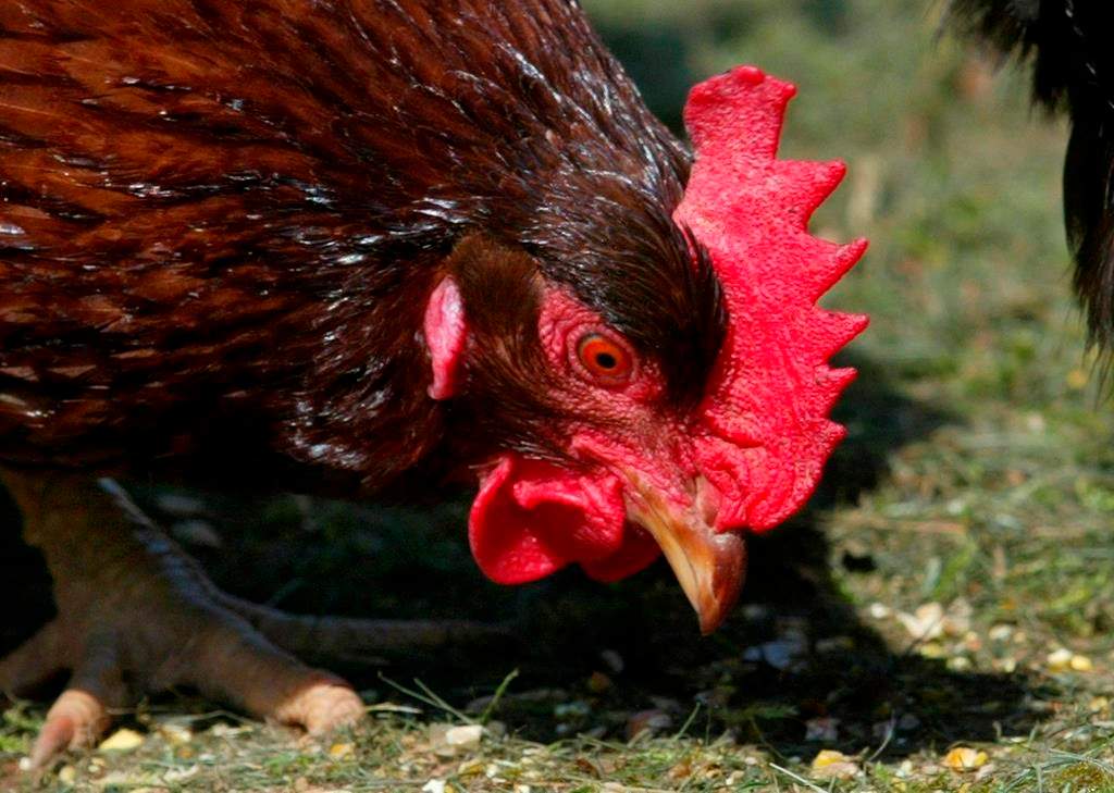 The Animal Health Control Area Order that was set to expire on Oct. 21, 2022 has been extended until Nov. 17, 2022.  