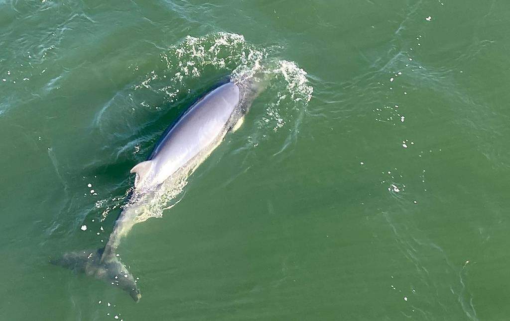 A whale is seen in the waters of the St. Lawrence River, near Montreal, Monday, May 9, 2022. A whale carcass found near Contrecoeur, southeast of Montreal, is probably one of two minke whales seen in Montreal a few weeks ago.
