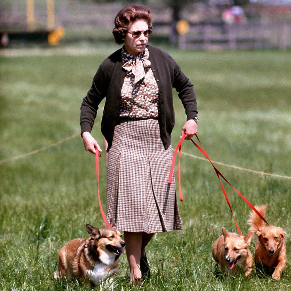 Queen Elizabeth Corgis