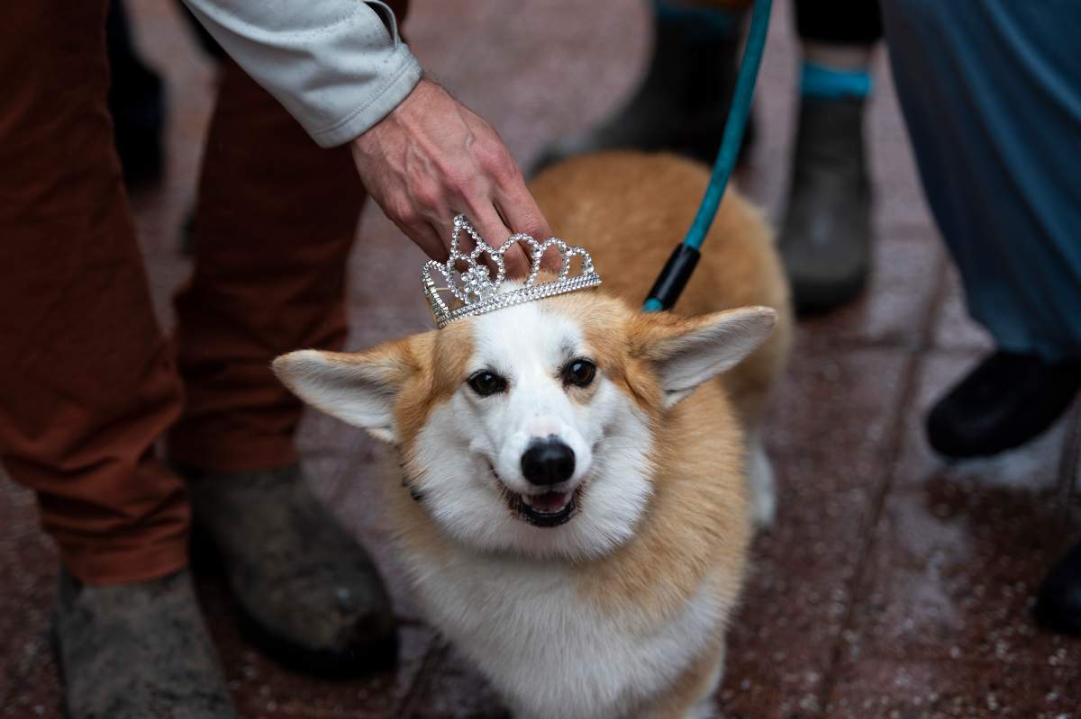 corgi