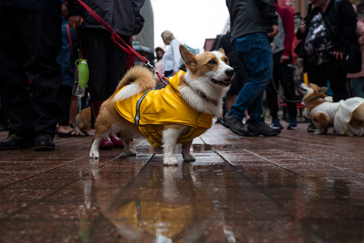 corgi parade