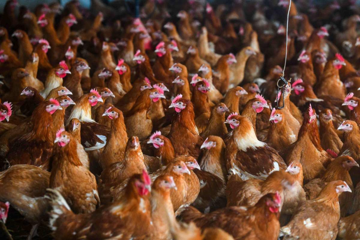 A group of chickens in a barn.
