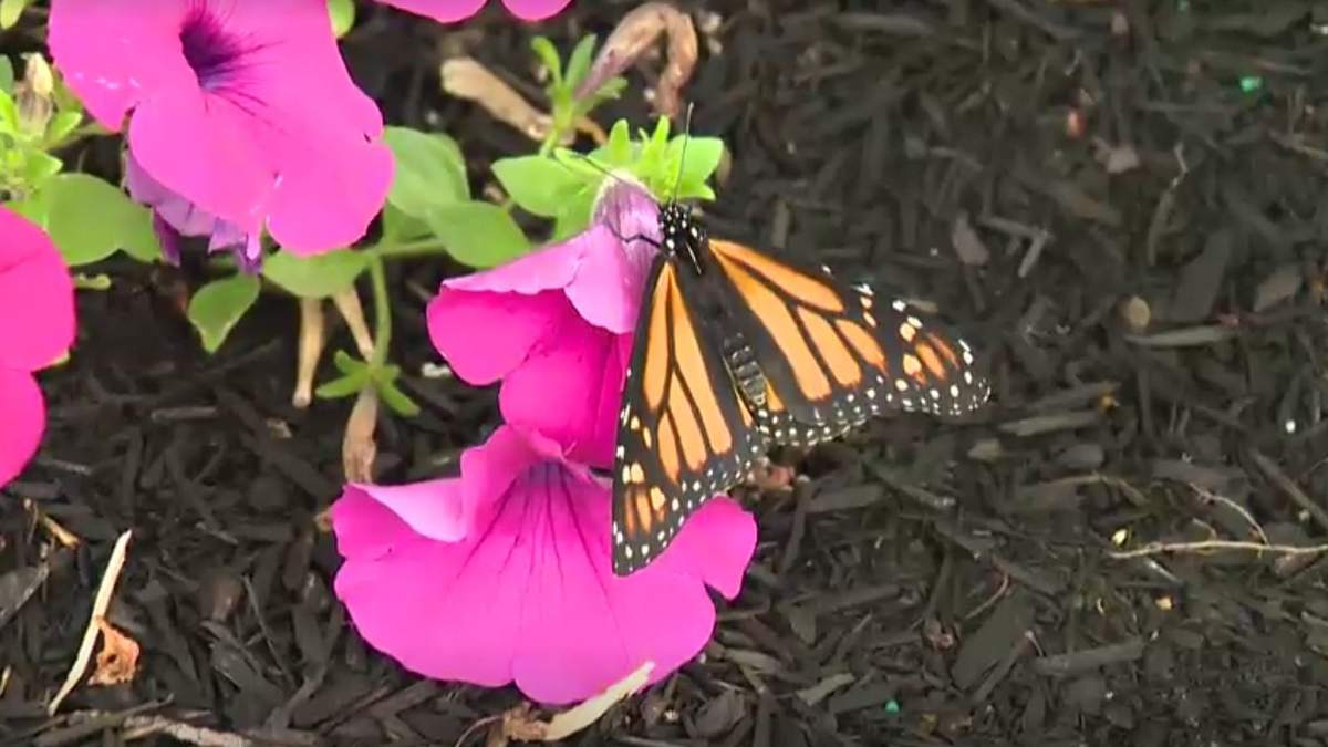 Assiniboine Park Conservancy has set a new record by releasing over 200 endangered butterflies back into the Manitoba landscape. .