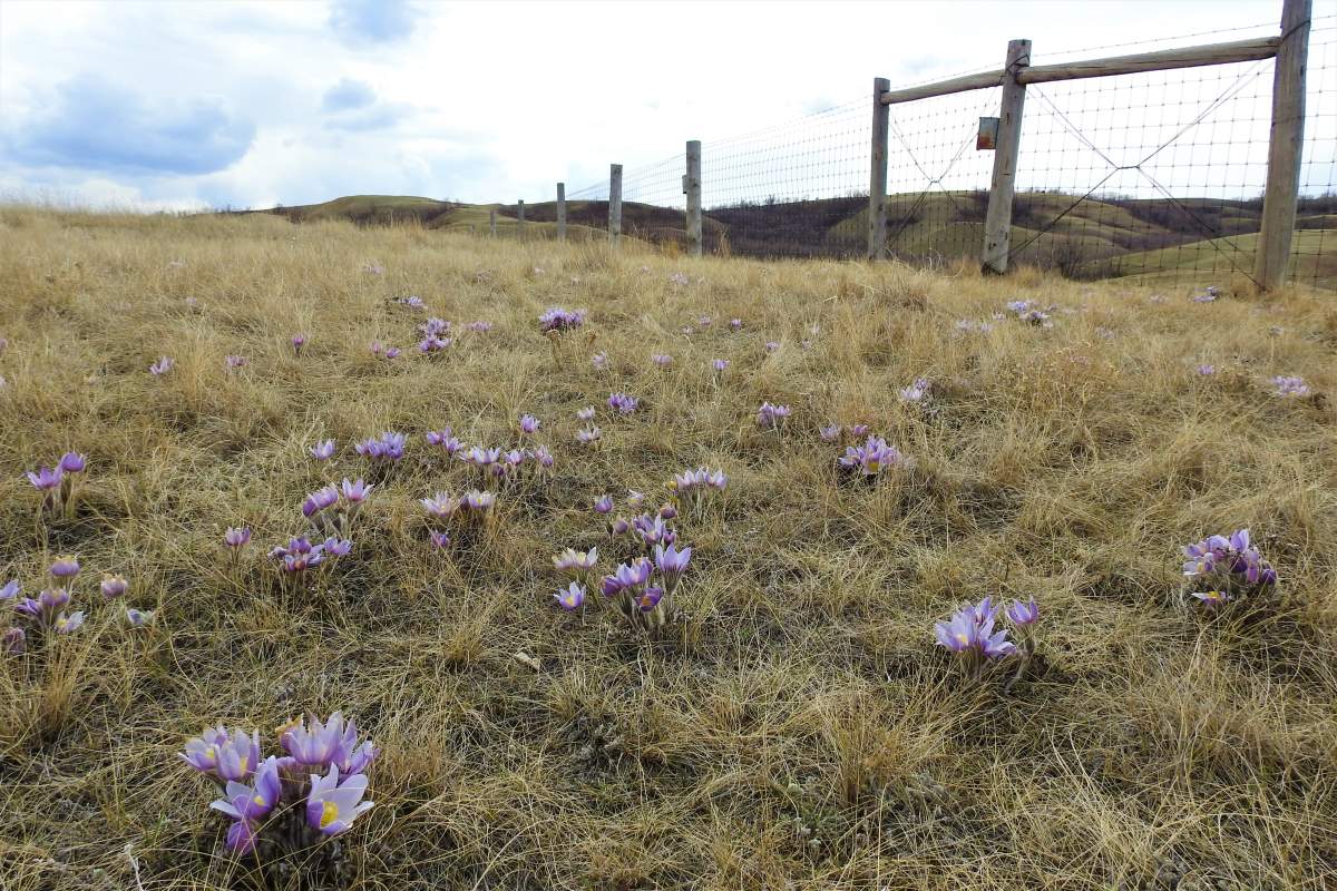 your saskatchewan may 6