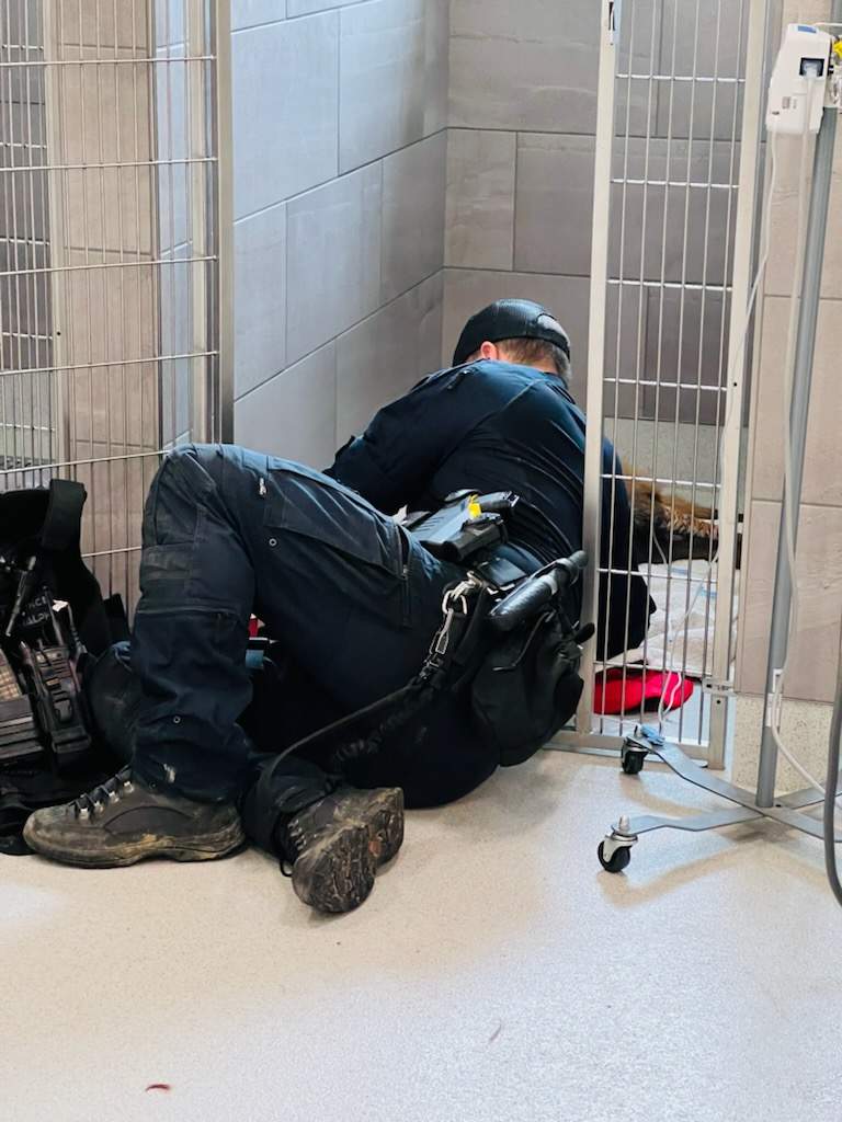 Police service dog Ralph is expected to make a full recovery.