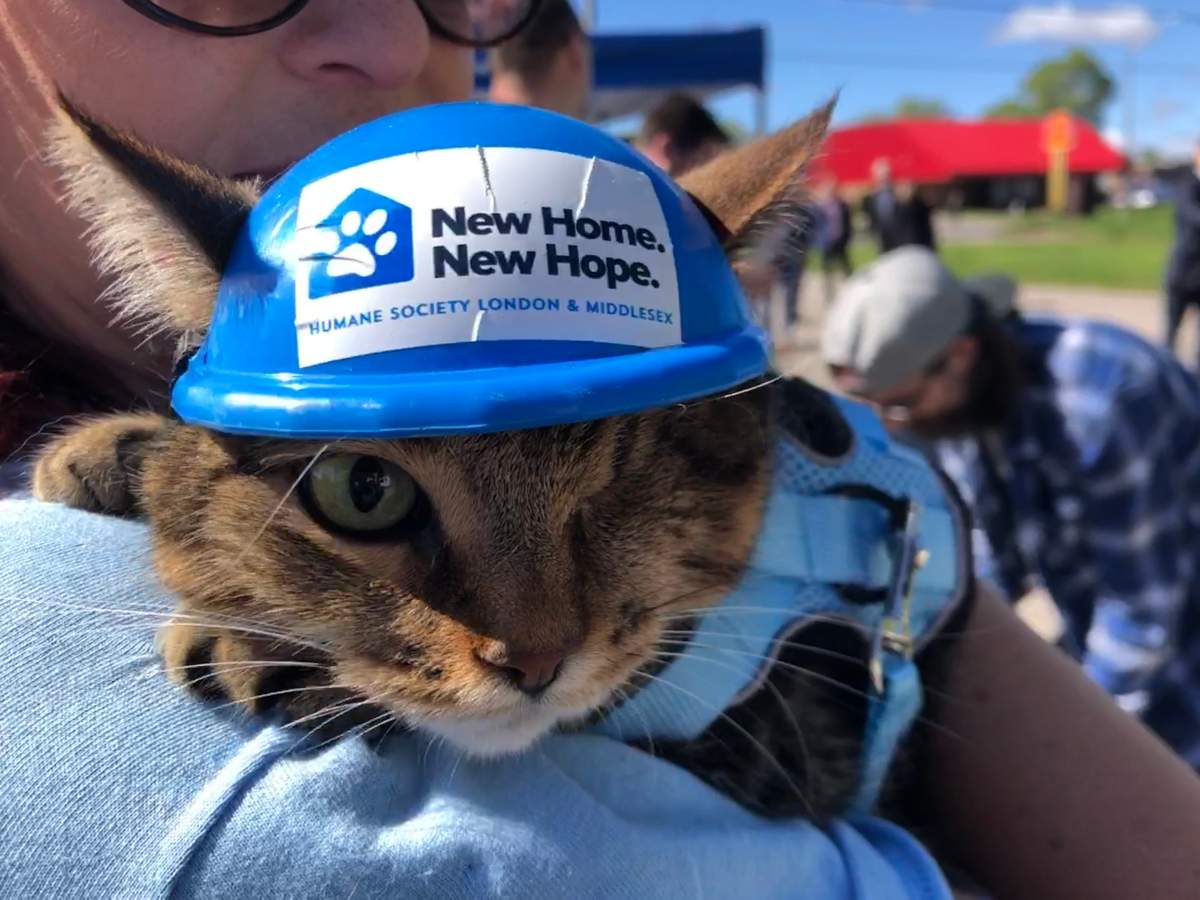 One-eyed Fury who was adopted by Humane Society of London and Middlesex staffer Jen Rushton was at the event on May 17, 2022, to help break ground at the new site.