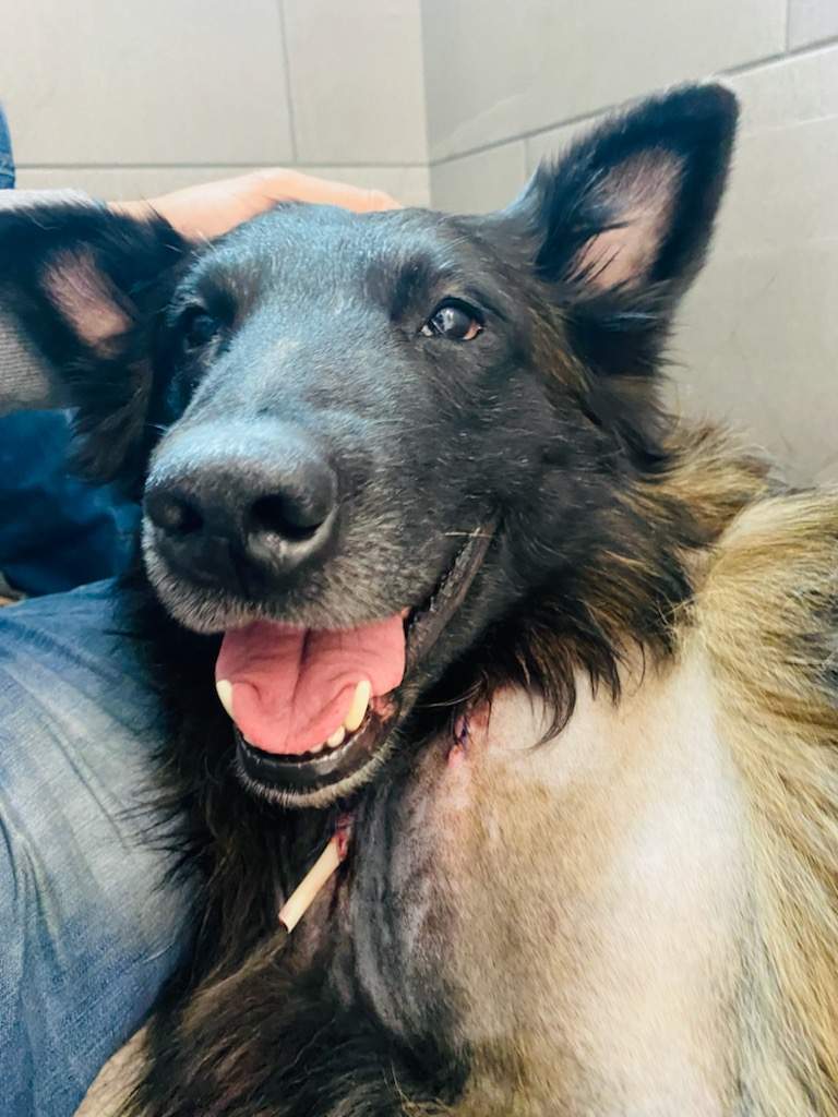 Police service dog Ralph is expected to make a full recovery.