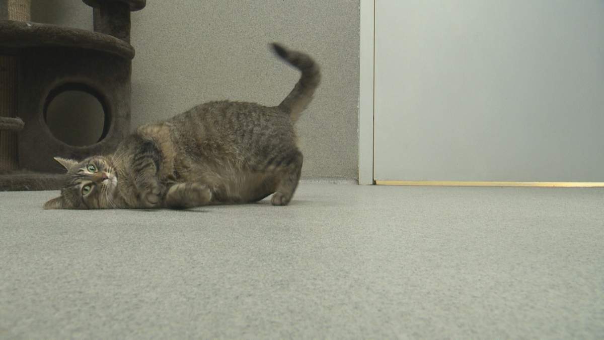 Taylor is one of 22 cats currently at the Lethbridge Animal Shelter. May 5, 2022